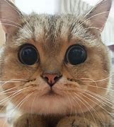 Image result for Cute Funny Cats with Big Eyes