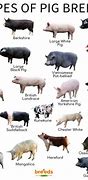 Image result for Donkey Breeds Pig