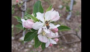 Image result for Apple with Fruit and Flower Cross-Pollination