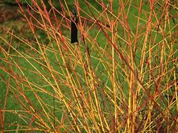 Image result for Cornus sanguinea Winter Beauty