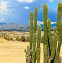 Image result for Cactus Desert Night