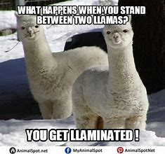 Image result for Llama Funny Animal Memes