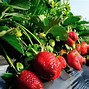 Image result for Ruby Red Strawberries