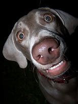 Image result for Dog Meme Face Big Nose