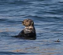Image result for Sea Otter OC