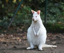 Image result for Top 10 Albino Animals
