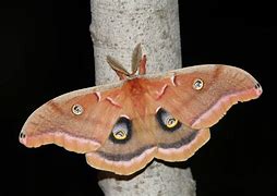 Image result for Moth
