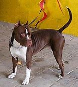 Image result for Pit Bull Collars