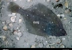 Image result for "platichthys Flesus". Size: 144 x 100. Source: www.alamy.com