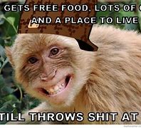 Image result for Sick Monkey Meme