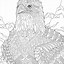 Image result for Bald Eagle Head Outline