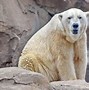 Image result for zoos animals conservation