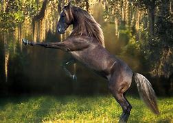 Image result for Wild Horses Wallpapers