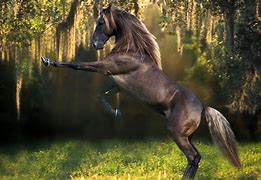 Image result for Horse Wallpaper PC
