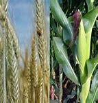 Image result for What Is the Difference Between Corn and Maize