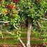 Image result for Malus Domestica Apple Tree