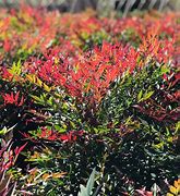 Image result for Nandina domestica Obsessed