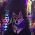 Image result for Happy New Year Corgi