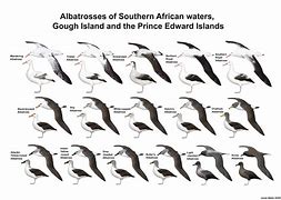 Image result for Waved Albatross