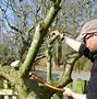 Image result for 5 Year Apple Tree