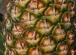 Image result for Pineapple Skin