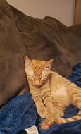 Image result for Rough Day Cat