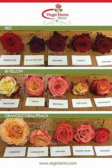 Rose Variety Comparison Chart Red Bi Yellow Amp Orange