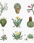 Image result for Cactus Vector Free