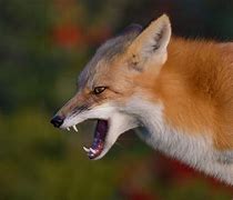 Image result for Angry Fox