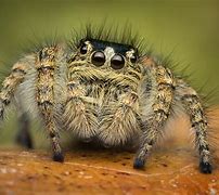 Image result for Female Jumping Spider