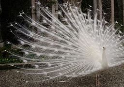 Image result for A White Peacock