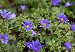 Image result for Anemone blanda