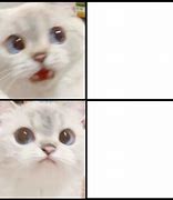 Image result for cats memes template