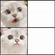 Image result for Cat Meme White Background