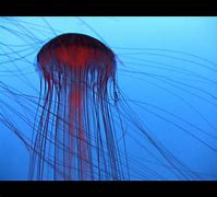 Image result for Jellyfish Silhouette