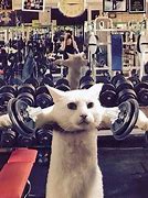 Image result for Working Out Funny Animals