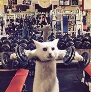 Image result for Fitness Memes Animals