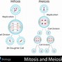 Image result for Mitosis vs Meiosis in Plants