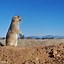 Image result for Prairie Dog Standing Up