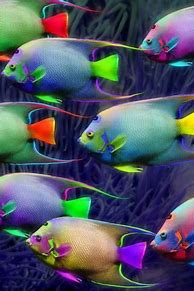 Image result for iPhone Fish Wallpaper for Desktop
