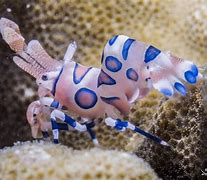 Image result for Colorful Aquarium Saltwater Shrimp