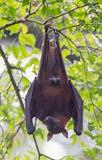 Image result for Cute Bat Hanging Upside Down