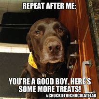 Image result for Funny Chocolate Lab Memes