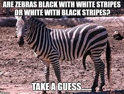 Image result for Funny Zebra Memes