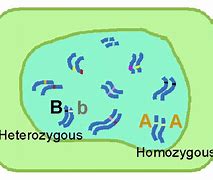 Image result for Homozygous Cells