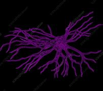 Image result for Brain Cell Illustration