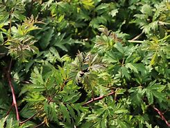 Image result for Rubus fruticosus Thornless Evergreen