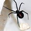 Image result for Six-Legged Spider