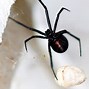 Image result for 6 Legged Spider