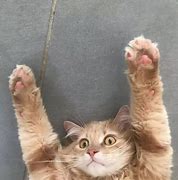 Image result for Cat Meme Hand Up
